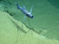 7 Hewan Misterius yang Ada di Laut Dalam Australia