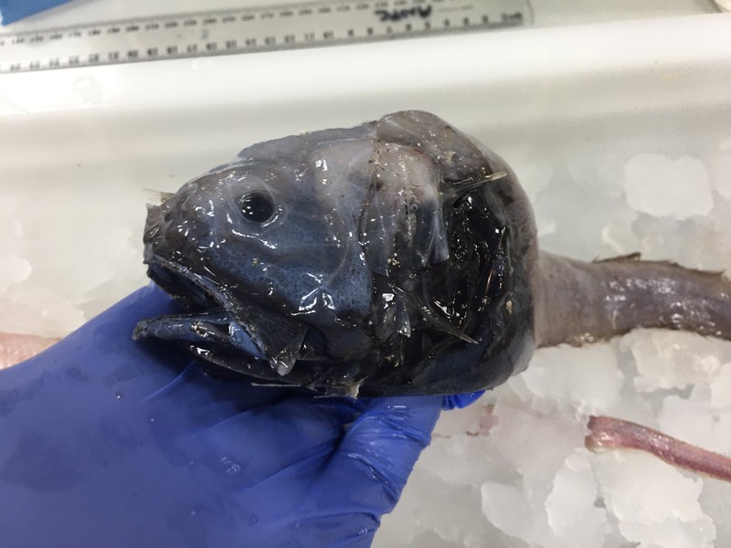 Lebih dari enam spesies ikan terbang telah ditemukan, menurut ahli biologi ikan dari Australian Museum Research Institute. Foto: Twitter/@FishGuyKai