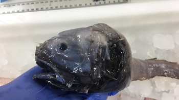 Ikan dengan telinga yang terlihat tipis. Foto: Twitter/@TiffoFisho