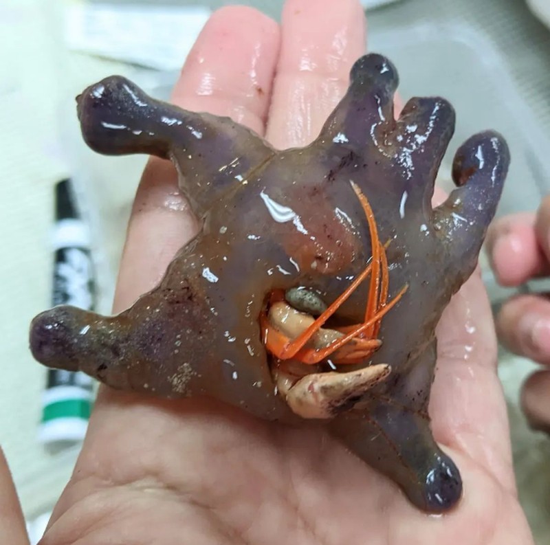 Lebih dari enam spesies ikan terbang telah ditemukan, menurut ahli biologi ikan dari Australian Museum Research Institute. Foto: Twitter/@FishGuyKai