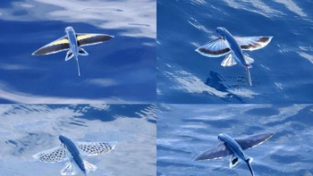 Lebih dari enam spesies ikan terbang telah ditemukan, menurut ahli biologi ikan dari Australian Museum Research Institute. Foto: Twitter/@FishGuyKai