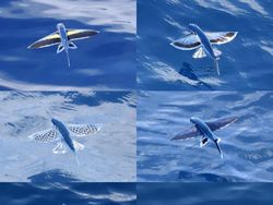 7 Hewan Misterius yang Ada di Laut Dalam Australia