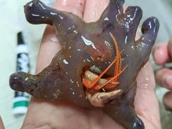 7 Hewan Misterius yang Ada di Laut Dalam Australia