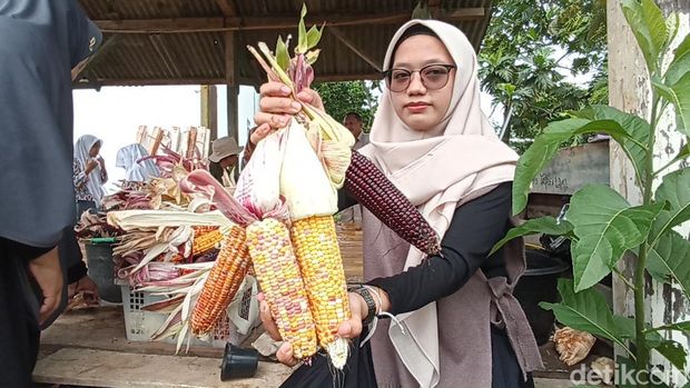 Jagung pelangi yang dibudidayakan pesantren di Cianjur