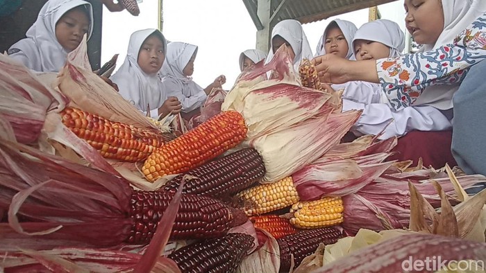 Jagung pelangi yang dibudidayakan pesantren di Cianjur