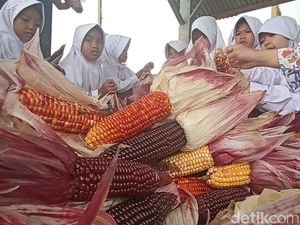 Keren! Ponpes di Cianjur Sukses Panen Jagung Warna-warni Pelangi