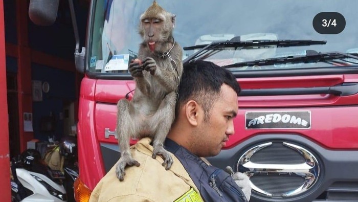 Monyet yang serang warga Jakbar (Dok @humasjakfire)