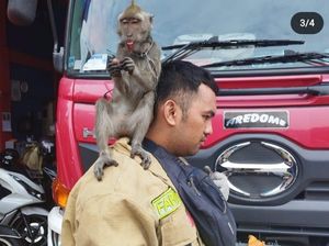 Warga di Jakbar Digigit Monyet Liar Saat Antar Anak ke Sekolah
