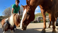 Pumuckel, yang memiliki tinggi 50 cm dan berat sekitar 35 kg, disebut sebagai kuda poni Shetland terkecil di dunia. Berukuran jauh lebih kecil dari kawanannya, Pumuckel sampai mendapatkan pelatihan khusus agar bisa berbaur. 
