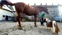 Carola Weidemann memberi makan kuda poni kecil Shetland Pumuckel di peternakannya di Breckerfeld, Jerman, Rabu (2/11/2022).