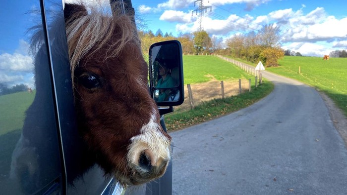 Carola Weidemann feeds small Shetland pony Pumuckel at her farm in Breckerfeld, Germany, November 2, 2022. Due to a congenital short stature, the Shetland pony has a shoulder height of about 50 centimetres and Weidemann plans to register pony Pumuckel next year as smallest pony in the world for the Guinness Book of Records.       REUTERS/Stephane Nitschke