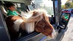 Penampakan Kuda Poni Terkecil di Dunia, Gemesin Banget Deh