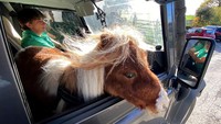 Pumuckle menaiki mobil bersama Weidemann di peternakan di Breckerfeld, Jerman.