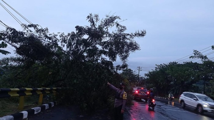 Pohon tumbang akibat cuaca ekstrem di Semarang, Jumat (4/11/2022).