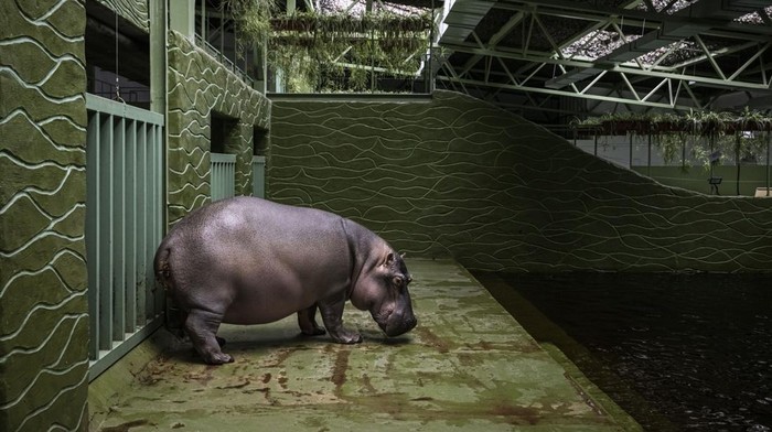 Usai 'Dikoyak' Perang, Satwa di Ukraina Hadapi Musim Dingin Mencekam DEMYDIV, UKRAINE - NOVEMBER 03: A tiger stands in XII Misyatsiv Zoo on November 3, 2022 in Demydiv, Ukraine. The zoo animals have been traumatized from shelling in the early days of the conflict after Russia invaded Ukraine on February 24. Now as winter looms and business is worse than during the Covid pandemic, the zoo is relying on donations and improvised emergency heat generators to keep the animals warm. (Photo by Ed Ram/Getty Images)