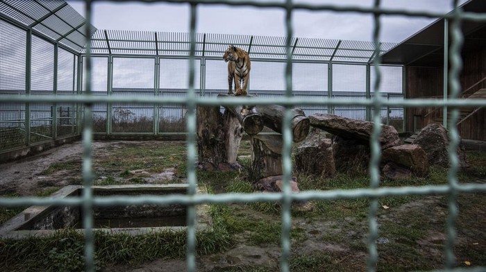Usai 'Dikoyak' Perang, Satwa di Ukraina Hadapi Musim Dingin Mencekam DEMYDIV, UKRAINE - NOVEMBER 03: A tiger stands in XII Misyatsiv Zoo on November 3, 2022 in Demydiv, Ukraine. The zoo animals have been traumatized from shelling in the early days of the conflict after Russia invaded Ukraine on February 24. Now as winter looms and business is worse than during the Covid pandemic, the zoo is relying on donations and improvised emergency heat generators to keep the animals warm. (Photo by Ed Ram/Getty Images)
