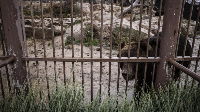 Usai 'Dikoyak' Perang, Satwa di Ukraina Hadapi Musim Dingin Mencekam DEMYDIV, UKRAINE - NOVEMBER 03: A tiger stands in XII Misyatsiv Zoo on November 3, 2022 in Demydiv, Ukraine. The zoo animals have been traumatized from shelling in the early days of the conflict after Russia invaded Ukraine on February 24. Now as winter looms and business is worse than during the Covid pandemic, the zoo is relying on donations and improvised emergency heat generators to keep the animals warm. (Photo by Ed Ram/Getty Images)