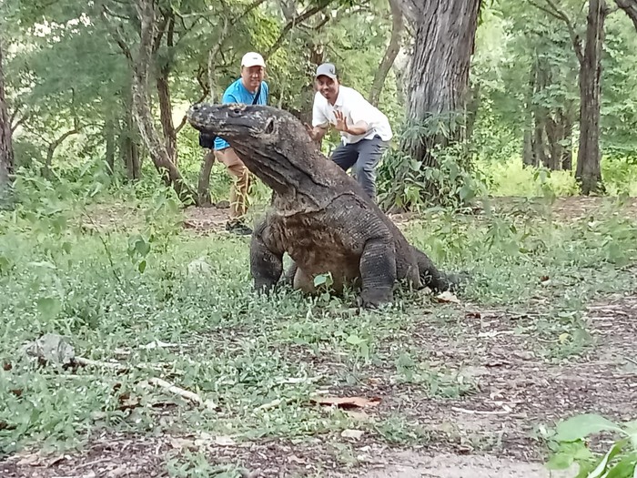 Wisatawan saat berpose dengan komodo di Labuan Bajo, Mangarai Barat, Nusa Tenggara Timur (NTT).