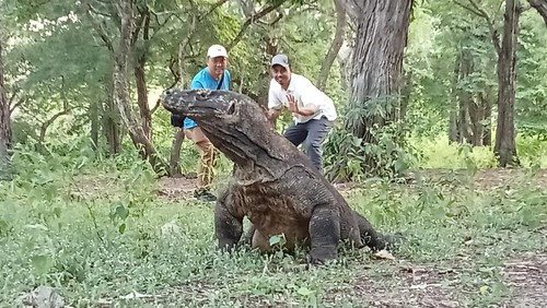Wisatawan saat berpose dengan komodo di Labuan Bajo, Mangarai Barat, Nusa Tenggara Timur (NTT).