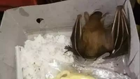 Masih tak diketahui kehadiran kelelawar misterius ini. Seorang netizen yang pulang dari acara pengajian tetangganya membagikan momen dirinya mendapat nasi kotak dan seekor kelelawar yang mengerikan. Foto: 1cak.com