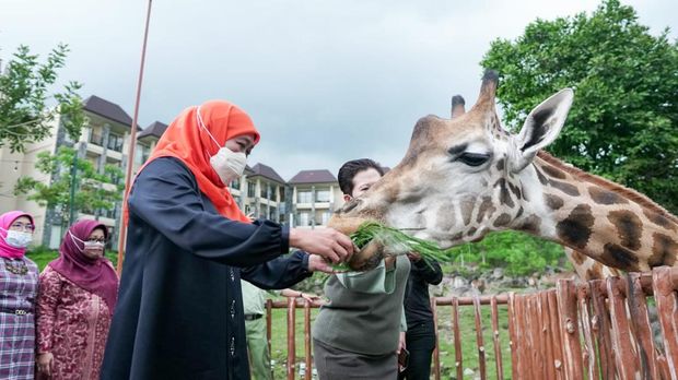 Gubernur Khofifah Ajak Masyarakat Peduli Hari Cinta Puspa dan Satwa Nasional