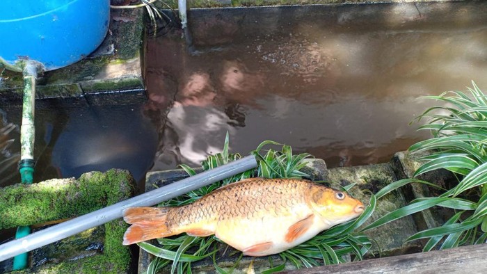 Ikan koi milik Aden warga Semarang mati gegara cuaca buruk, Sabtu (5/11/2022).