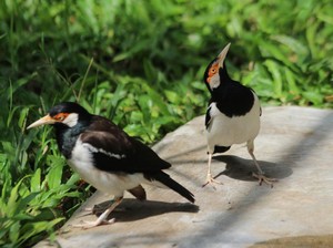 Puluhan Jalak Suren Dilepasliarkan di Taman Safari Indonesia II Jatim