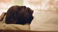 Makam raja Tutankhamun ditemukan oleh arkeolog Inggris Howard Carter pada 4 November 1922. AP Photo/Amr Nabil.