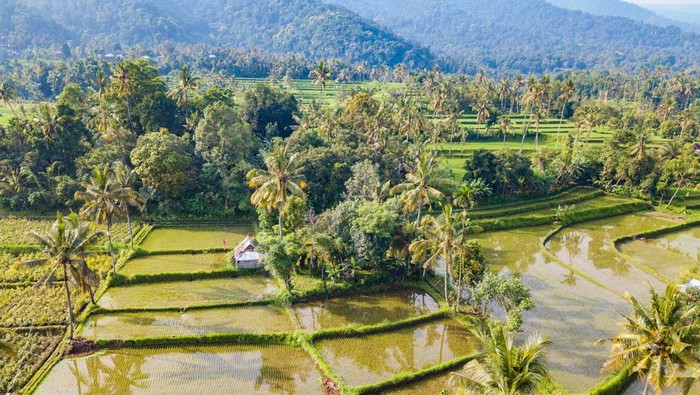 Pesona Desa Wisata Sudaji, Buleleng, Bali. Pesona Desa Wisata Sudaji, Buleleng, Bali.