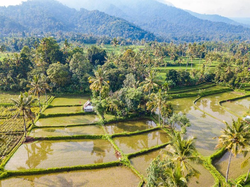 Pesona Desa Wisata Sudaji, Buleleng, Bali.