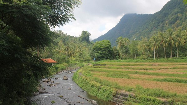 Salah satu daya tarik desa ini adalah persawahan dengan sistem subak. Desa wisata Sudaji menjadi salah satu desa yang masih menggunakan sistem subak sebagai sistem irigasi utama pertanian mereka. Foto: Istimewa Salah satu daya tarik desa ini adalah persawahan dengan sistem subak. Desa wisata Sudaji menjadi salah satu desa yang masih menggunakan sistem subak sebagai sistem irigasi utama pertanian mereka. Foto: Istimewa