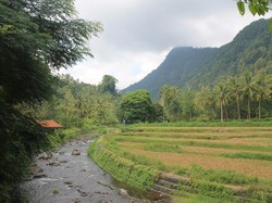 Sampai di Desa Sudaji, panorama persawahan subak khas pedesaan langsung menyambut traveler. Tak pelak Desa Sudaji dikenal sebagai salah satu desa di Bali yang masih menjaga sistem subak sebagai sumber irigasi utama pertanian tradisional. Total terdapat 18 subak, yang terbagi dalam 17 subak basah dan 1 subak abian. Foto: Istimewa