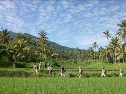 Jika suka dengan hal berbau petualangan, Desa Wisata Sudaji juga menghadirkan wisata trekking menuju Air Terjun Sekumpul dan Lemukih, dengan menyusuri alihan sungai dan beberapa sawah warga. Foto: Istimewa