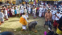 Desa wisata Sudaji juga memiliki tradisi tahunan yang khas, yaitu Ngusaba Bukakak. Tradisi ini merupakan bentuk rasa syukur atas limpahan kesuburan dan hasil panen yang diterima warga. Foto: Istimewa