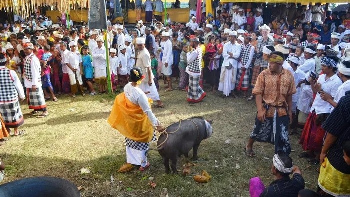Pesona Desa Wisata Sudaji, Buleleng, Bali. Pesona Desa Wisata Sudaji, Buleleng, Bali.