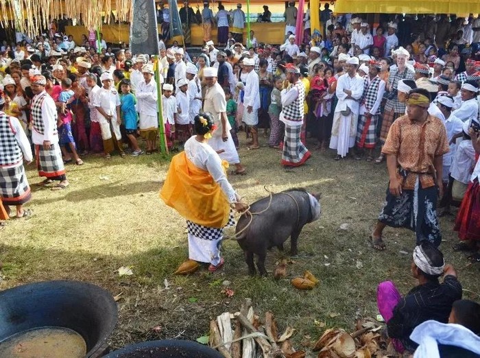 Pesona Desa Wisata Sudaji, Buleleng, Bali.