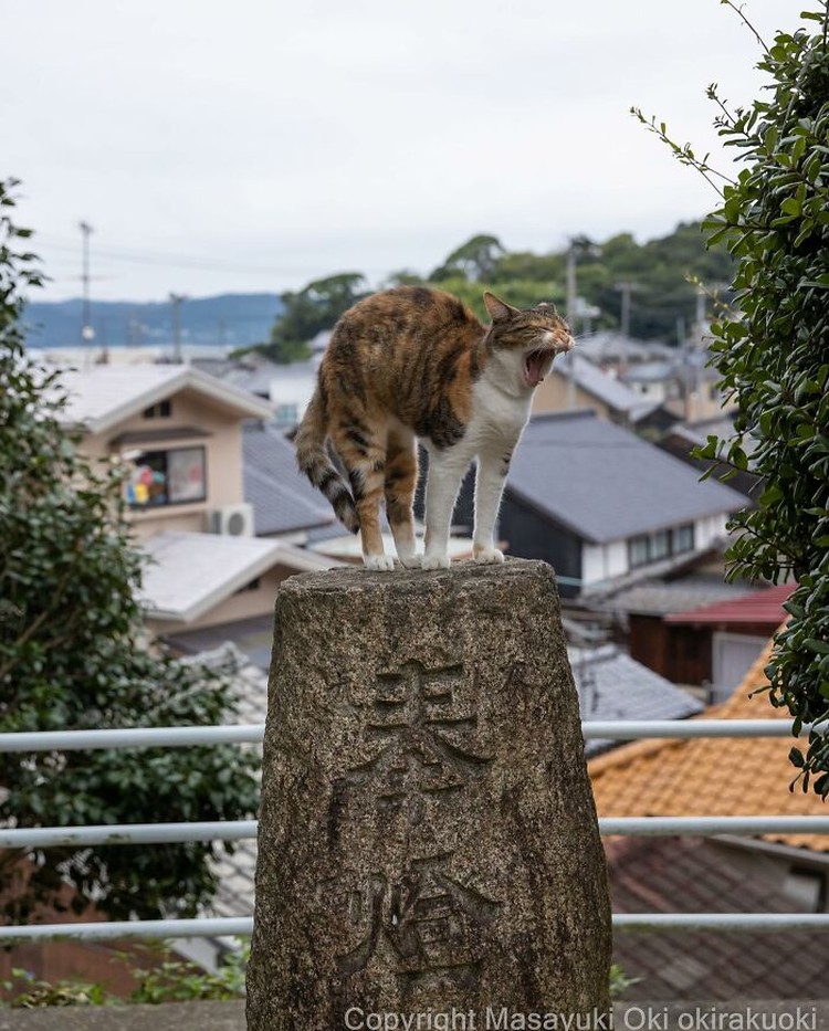 Seorang fotografer Jepang bernama Masayuki Oki, mengabadikan setiap kucing di jalanan Tokyo dan hasilnya cukup membuat yang melihatnya senyum-senyum sendiri.