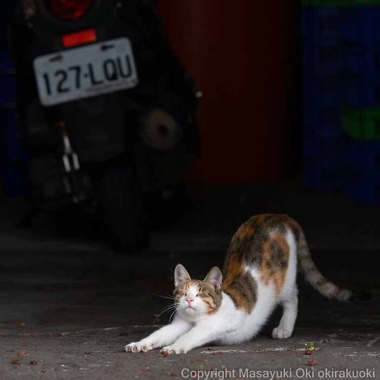Seorang fotografer Jepang bernama Masayuki Oki, mengabadikan setiap kucing di jalanan Tokyo dan hasilnya cukup membuat yang melihatnya senyum-senyum sendiri.