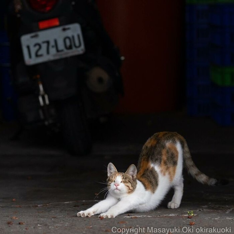 Seorang fotografer Jepang bernama Masayuki Oki, mengabadikan setiap kucing di jalanan Tokyo dan hasilnya cukup membuat yang melihatnya senyum-senyum sendiri.