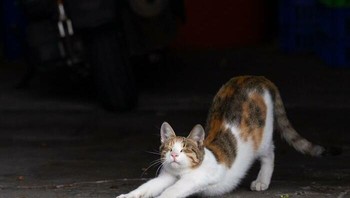 Jangan lupa ngulet ya guys ya seusai bangun tidur. Foto: (Bored Panda).