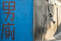 Seorang fotografer Jepang bernama Masayuki Oki, mengabadikan setiap kucing di jalanan Tokyo dan hasilnya cukup membuat yang melihatnya senyum-senyum sendiri.