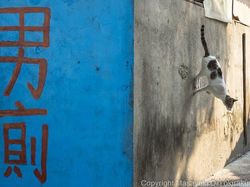 Gemes Banget! Potret Kucing Ini Bikin Kamu Senyum-senyum Sendiri