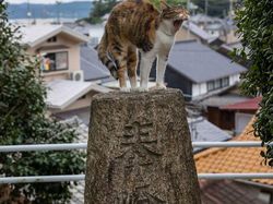 Gemes Banget! Potret Kucing Ini Bikin Kamu Senyum-senyum Sendiri
