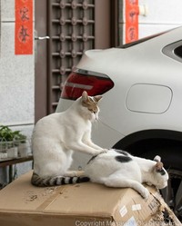 Seorang fotografer Jepang bernama Masayuki Oki, mengabadikan setiap kucing di jalanan Tokyo dan hasilnya cukup membuat yang melihatnya senyum-senyum sendiri.
