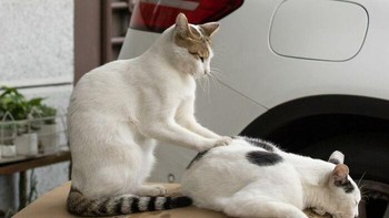 Nama takniknya itu pijat kaki kucing. Foto: (Bored Panda).