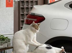 Gemes Banget! Potret Kucing Ini Bikin Kamu Senyum-senyum Sendiri