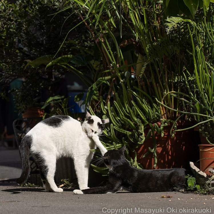 Potret Kucing Lucu yang Bikin Kamu Senyum-senyum Sendiri Seorang fotografer Jepang bernama Masayuki Oki, mengabadikan setiap kucing di jalanan Tokyo dan hasilnya cukup membuat yang melihatnya senyum-senyum sendiri.