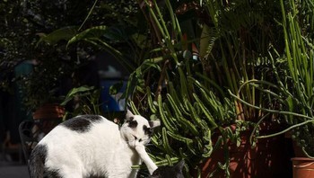 Dibilang jangan ganggu gua tidur. kata kucing berwarna hitam. Foto: (Bored Panda).