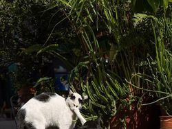 Gemes Banget! Potret Kucing Ini Bikin Kamu Senyum-senyum Sendiri