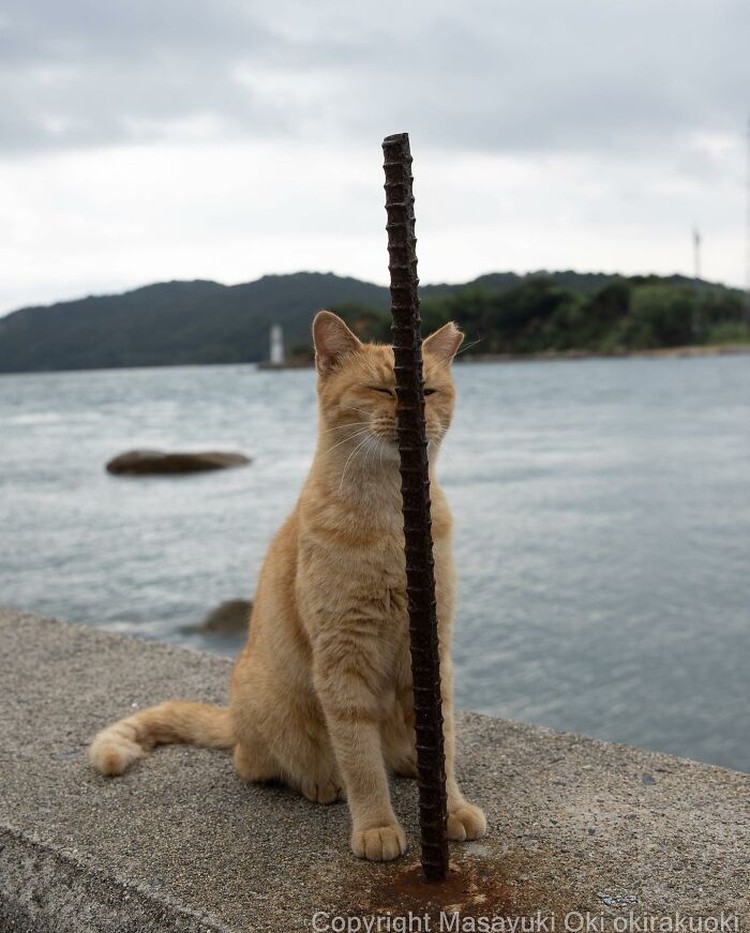 Seorang fotografer Jepang bernama Masayuki Oki, mengabadikan setiap kucing di jalanan Tokyo dan hasilnya cukup membuat yang melihatnya senyum-senyum sendiri.